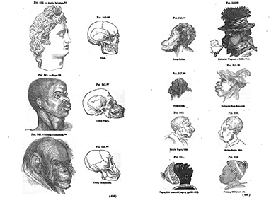 Duas páginas opostas de ilustrações retratam os crânios de vários humanos e animais. Na primeira página, eles incluem “Apollo Belvidere”, uma estatuária grega mostrada ao lado de uma caveira rotulada como “grega”; abaixo dela, “Negro”, a cabeça de um homem negro mostrada ao lado de uma caveira chamada “Crioulo Negro”; e na parte inferior, “Jovem Chimpanzé”, a cabeça de um chimpanzé mostrada ao lado de uma caveira chamada “Jovem Chimpanzé”.” Na página oposta, vários desenhos de animais e humanos negros são rotulados como “Orang-Outan”; “Hottentot Wagoner—Caffre War”; “Chimpanzé”; “Hottentot from Somerset”; “Mobile Negro, 1853”; e “Negro, 8200 Years Old”.