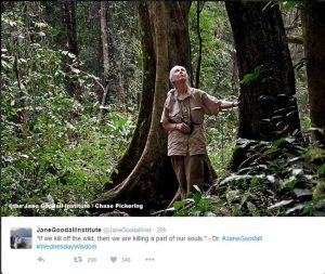 Screenshot of a Tweet from the Jane Goodall Institute that has an inspirational quote beneath a photo of Jane Goodall walking through the woods, surrounded by lush vegetation. The quote says "if we kill off the wild, then we are killing a part of our souls."