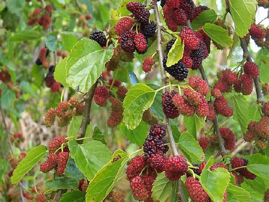 dark red, red and black mulberries on a green bush