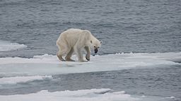 Photo of starving polar bear on melting iceberg