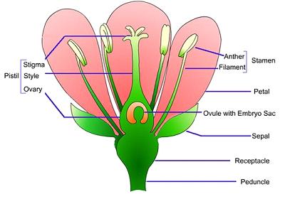 Drawing of a flower with all parts labelled with lines to their placement on the drawing.