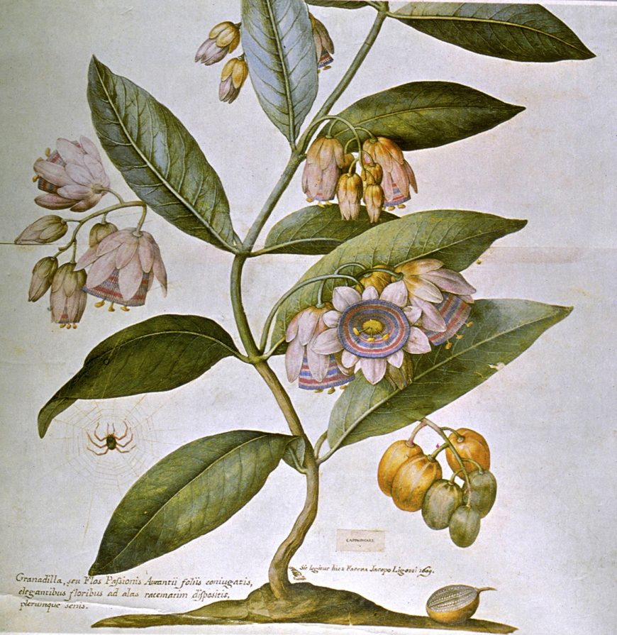 Jacopo Ligozzi, Passiflora coerulea
