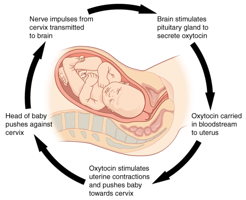 This diagram shows the steps of a positive feedback loop as a series of stepwise arrows looping around a diagram of an infant within the uterus of a pregnant woman. Initially the head of the baby pushes against the cervix, transmitting nerve impulses from the cervix to the brain. Next the brain stimulates the pituitary gland to secrete oxytocin which is carried in the bloodstream to the uterus. Finally, the oxytocin simulates uterine contractions and pushes the baby harder into the cervix. As the head of the baby pushes against the cervix with greater and greater force, the uterine contractions grow stronger and more frequent. This mechanism is a positive feedback loop.