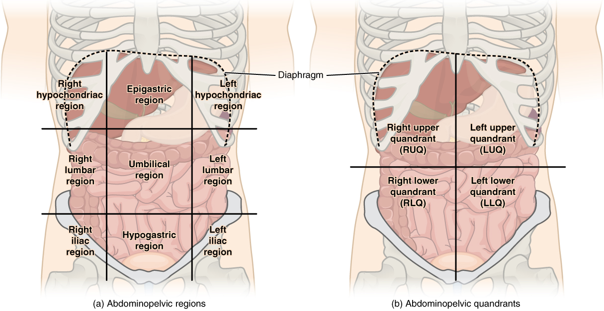 This illustration has two parts. Part A shows the abdominopelvic regions. These regions divide the abdomen into nine squares. The upper right square is the right hypochondriac region and contains the base of the right ribs. The upper left square is the left hypochondriac region and contains the base of the left ribs. The epigastric region is the upper central square and contains the bottom edge of the liver as well as the upper areas of the stomach. The diaphragm curves like an upside down U over these three regions. The central right region is called the right lumbar region and contains the ascending colon and the right edge of the small intestines. The central square contains the transverse colon and the upper regions of the small intestines. The left lumbar region contains the left edge of the transverse colon and the left edge of the small intestine. The lower right square is the right iliac region and contains the right pelvic bones and the ascending colon. The lower left square is the left iliac region and contains the left pelvic bone and the lower left regions of the small intestine. The lower central square contains the bottom of the pubic bones, upper regions of the bladder and the lower region of the small intestine. Part B shows four abdominopelvic quadrants. The right upper quadrant (RUQ) includes the lower right ribs, right side of the liver, and right side of the transverse colon. The left upper quadrant (LUQ) includes the lower left ribs, stomach, and upper left area of the transverse colon. The right lower quadrant (RLQ) includes the right half of the small intestines, ascending colon, right pelvic bone and upper right area of the bladder. The left lower quadrant (LLQ) contains the left half of the small intestine and left pelvic bone.