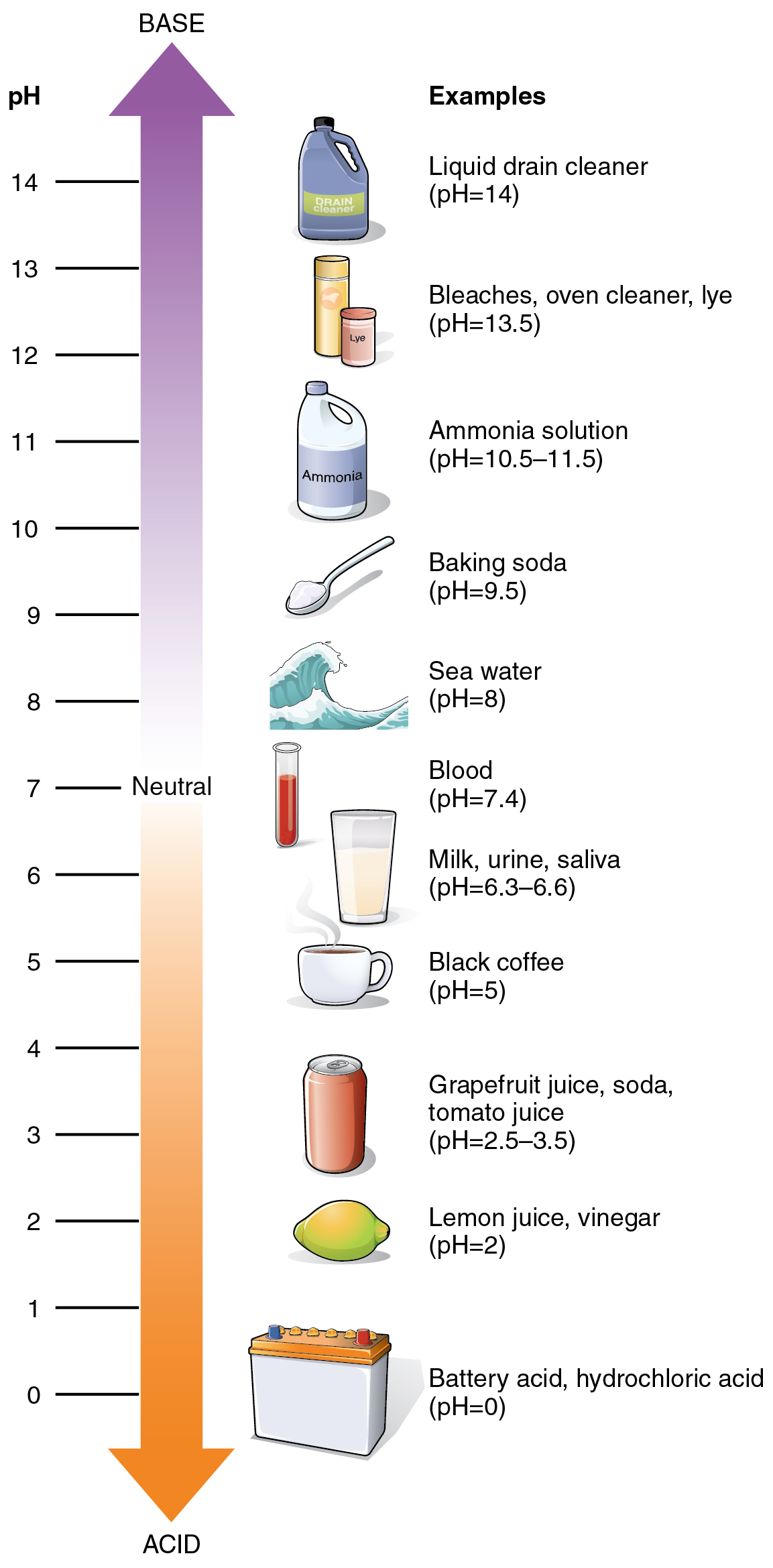 This figure shows a vertical arrow with the top half showing the basic scale and the bottom half showing the acidic scale. Different chemicals and their pH are also shown.