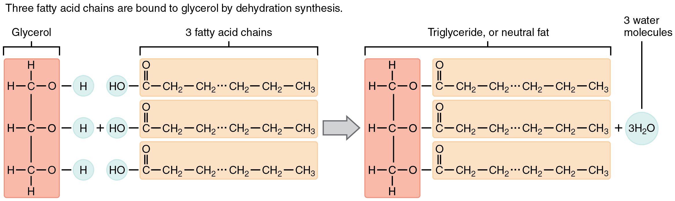 This image shows the reaction for the formation of triglycerides.