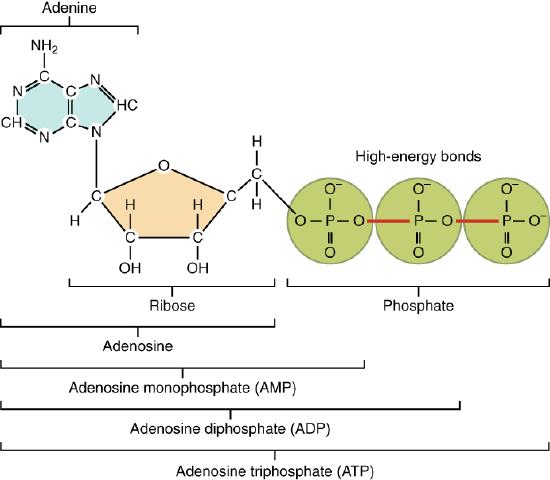 This figure shows the structure of ATP.