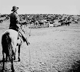 تظهر صورة فوتوغرافية حملة للماشية، مع راعي بقر واحد في المقدمة وقطيع كبير من الماشية يرعى أمامه.