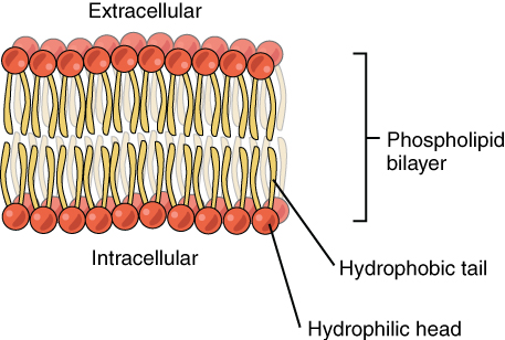 This diagram shows a phospholipid bilayer. Two sets of phospholipids are arranged such that the hydrophobic tails are facing each other and the hydrophilic heads are facing the extracellular environment.