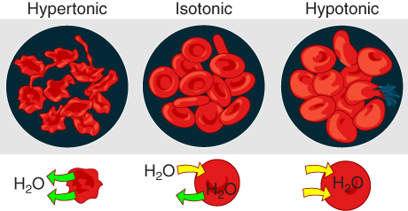 This image shows how a red blood cell responds to the tonicity of solution. The left panel shows the hypertonic case, the middle panel shows the isotonic case and the right panel shows the hypotonic case.