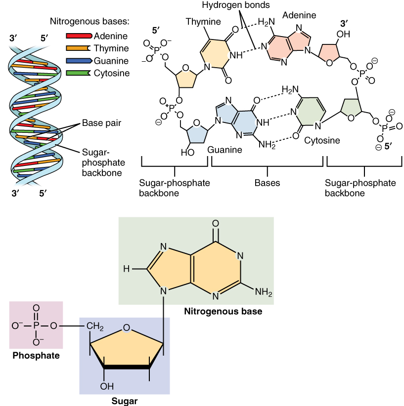 This figure shows the DNA double helix on the top left panel. The different nucleotides are color-coded. In the top right panel, the interaction between the nucleotides through the hydrogen bonds and the location of the sugar-phosphate backbone is shown. In the bottom panel, the structure of a nucleotide is described in detail.