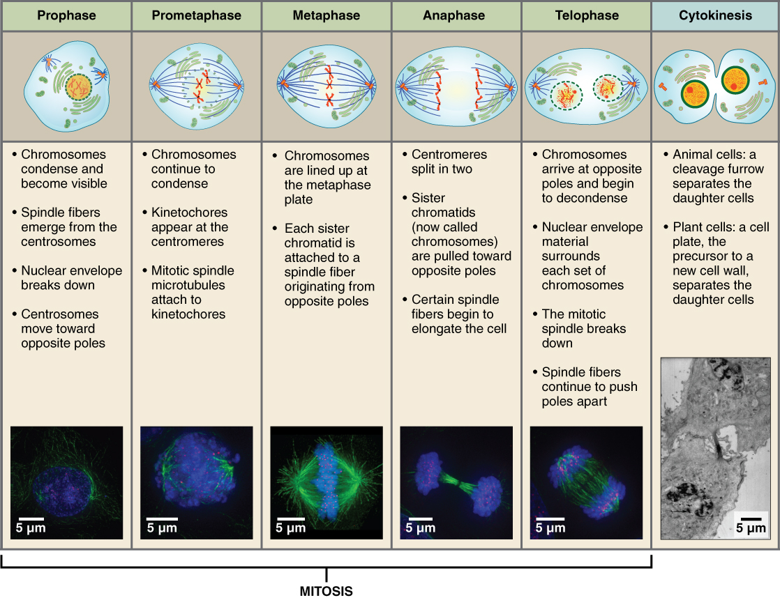 This tabular image shows the different stages of mitosis and cytokinesis using both drawings and text. The top panel is a series of schematics for each step, followed by text listing the important aspects of that step. The bottom panel shows fluorescent micrographs for the corresponding stage.