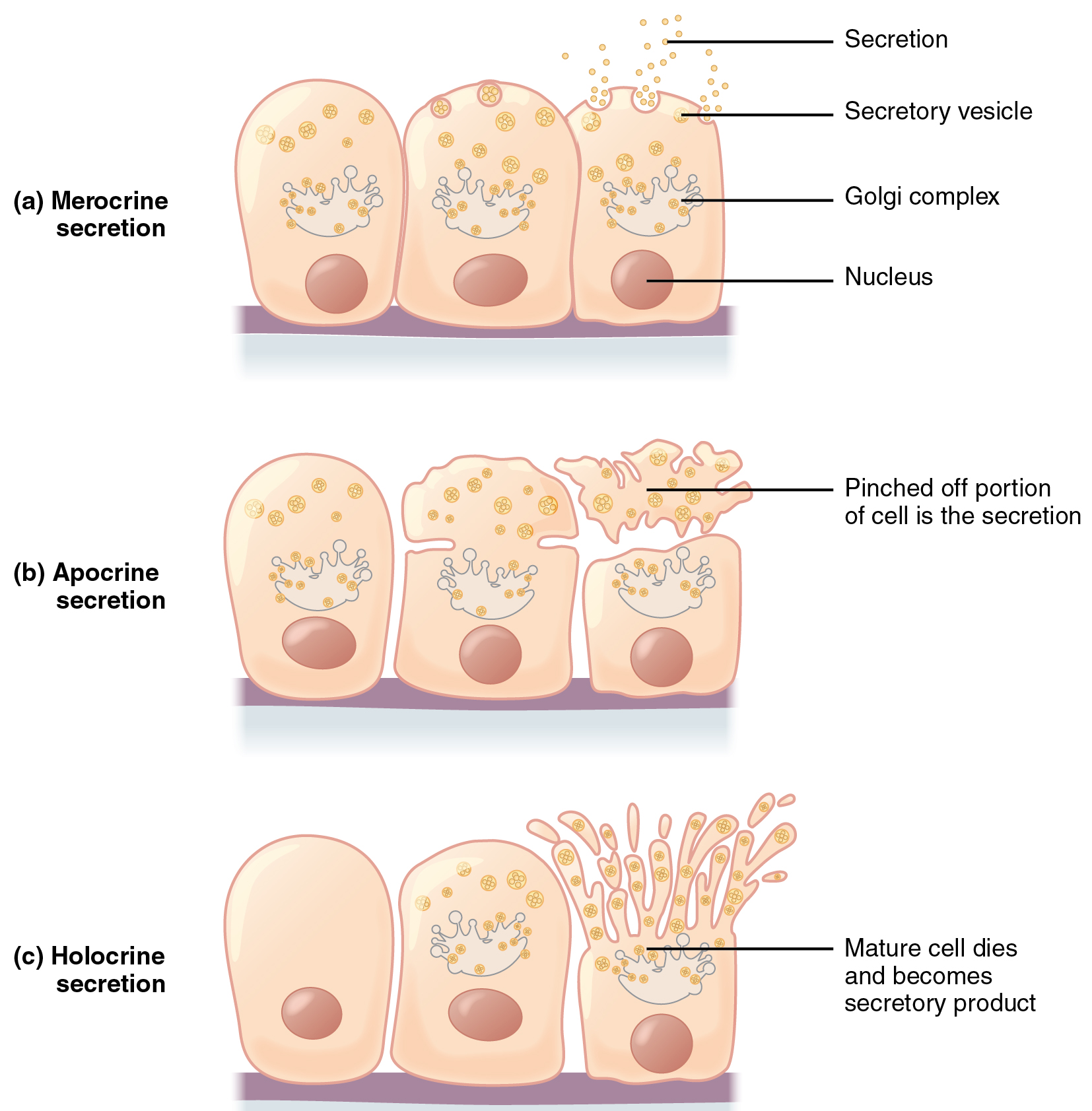 These three diagrams show the three modes of secretion. All three diagrams show three orange cells in a line with attached to a basement membrane. Each cell has a large nucleus in its lower half. The upper half of each cell contains a Golgi apparatus, which appears like an upside down jellyfish. Yellow secretory vesicles are budding from the top end of the Golgi apparatus. Each vesicle contains several orange circles, which are the secreted substance. In merocrine secretion, the secretory vesicles travel to the top edge of the cells and release the secretion from the cell by melding with the cell membrane. In apocrine secretion, the top third of the cell, which contains the secretory vesicles, pinches in at the sides and then completely disconnects above the Golgi complex. The pinched off portion of the cell is the secretion, as it contains the majority of the secretory vesicles. In holocrine secretion, the upper third of the cell, just above the Golgi complex, forms many finger like projections. Each projection contains several vesicles. The tips of the projections that contain secretory vesicles bud off from the cell. In this method of secretion, the mature cell eventually dies and becomes the secretory product.