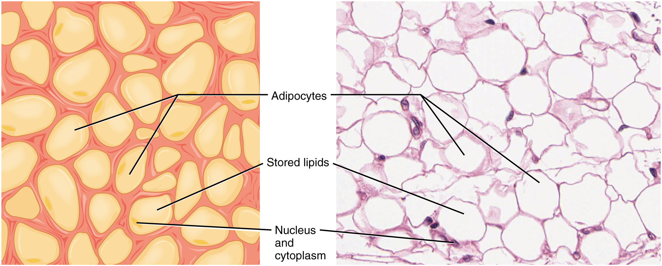 Image A shows a collection of yellow adipocytes that do not have a consistent shape or size, however, most have the general appearance of a kernel of corn with a wide end that tapers to a point. Each adipocyte has a nucleus occupying a small area on one side of the cell. Nothing else is visible within the cells. Image B shows a micrograph of adipose tissue. Here, the adipocytes are stained purple. However, only their edges and their nuclei stain, giving the adipose tissue a honeycomb appearance. The adipocytes in the micrograph are large and round, but still show a diversity of shapes and sizes. The nucleus appears as a dark staining area very close to the cell membrane.