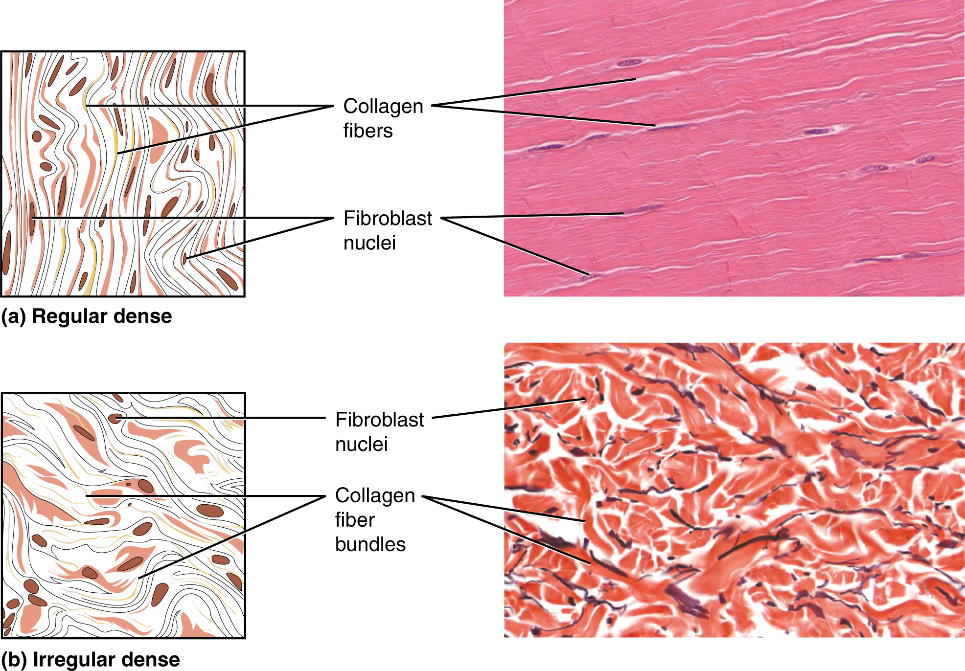 Part A shows a diagram of regular dense connective tissue alongside a micrograph. The tissue is composed of parallel, thread-like collagen fibers running vertically through the diagram. Between the vertical fibers, several dark, oval shaped fibroblast nuclei are visible. In the micrograph, the whitish collagen strands run horizontally. Several dark purple fibroblast nuclei are embedded in the lightly stained matrix. Part B shows a diagram of irregular dense connective tissue on the left and a micrograph on the right. In the diagram, the collagen fibers are arranged in bundles that curve and loop throughout the tissue. The fibers within a bundle run parallel to each other, but separate bundles crisscross throughout the tissue. Because of this, the irregular dense connective tissue appears less organized than the regular dense connective tissue. This is also evident in the micrograph, where the white collagen bundles radiate throughout the micrograph in all directions. The fibroblasts are visible as red stained cells with dark purple nuclei.