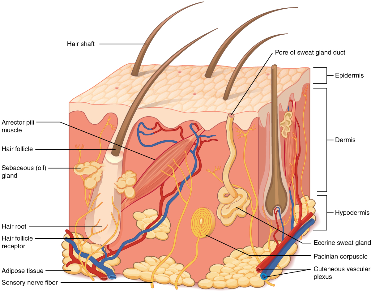 This illustration shows a cross section of skin tissue. The outermost layer is called the epidermis, and occupies one fifth of the cross section. Several hairs are emerging from the surface. The epidermis dives around one of the hairs, forming a follicle. The middle layer is called the dermis, which occupies four fifths of the cross section. The dermis contains an erector pilli muscle connected to one of the follicles. The dermis also contains an eccrine sweat gland, composed of a bunch of tubules. One tubule travels up from the bunch, through the epidermis, opening onto the surface a pore. There are two string-like nerves travelling vertically through the dermis. The right nerve is attached to a Pacinian corpuscle, which is a yellow structure consisting of concentric ovals similar to an onion. The lowest level of the skin, the hypodermis, contains fatty tissue, arteries, and veins. Blood vessels travel from the hypodermis and connect to hair follicles and erector pilli muscle in the dermis.