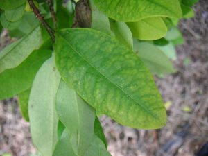 Leaves of an Erythroxylum coca plant, Colombia (photo: Darina, CC BY-SA 3.0)