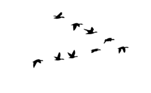 geese flying in a V formation