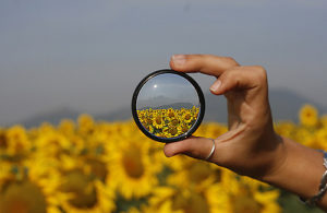 Hand holding a camera lens in front of a blurry field of sunflowers; through the lens they are clear