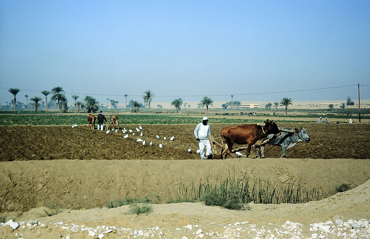 File:Landwirtschaft im Fayyum Becken.jpg