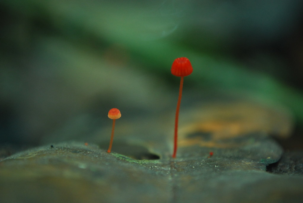 Image of small red mushrooms