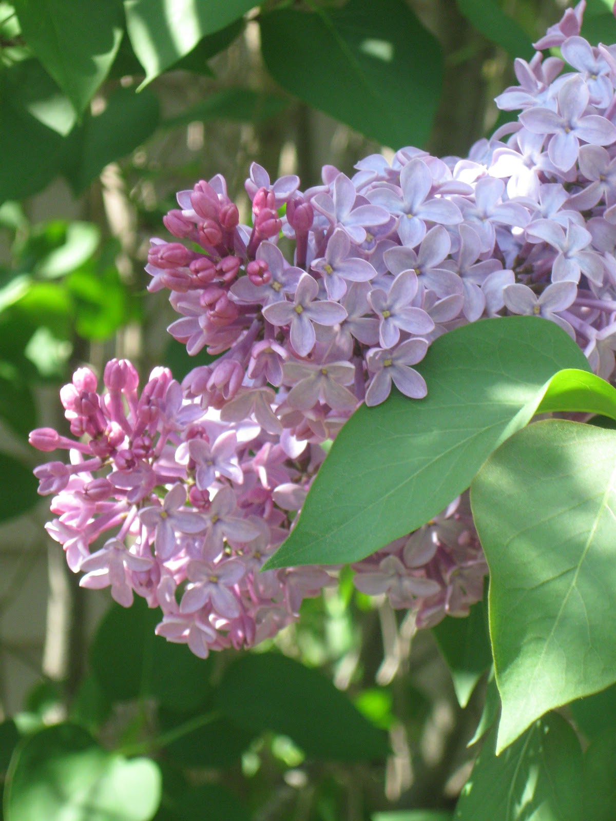 Image of a lilac in bloom