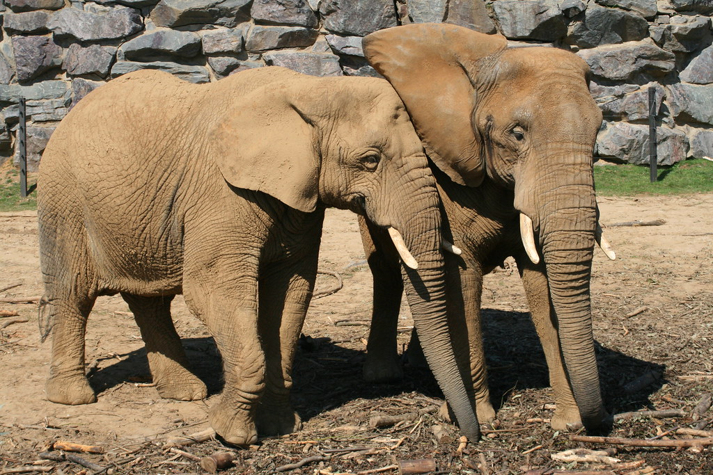Image of two elephants