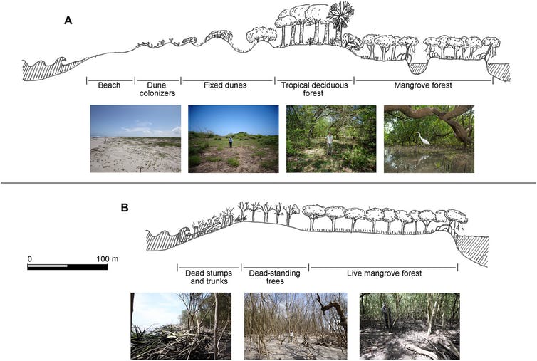 Vegetation profile of sandbars of the free-flowing San Pedro River (A) and dammed Santiago River (B), where receding black mangrove forest is being eroded away into the advancing coastline. Ezcurra et al., 2019, CC BY-NC