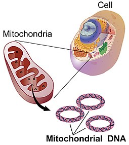 Image of Mitochondrial DNA