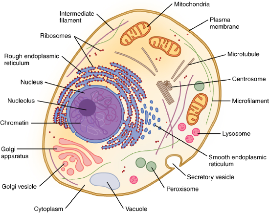 Image of the animal cell and its components