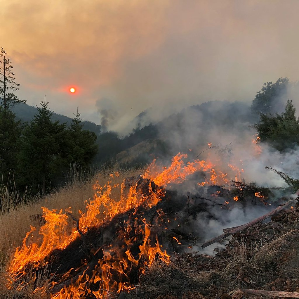 Image of a forest fire
