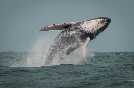 whales.jpeg