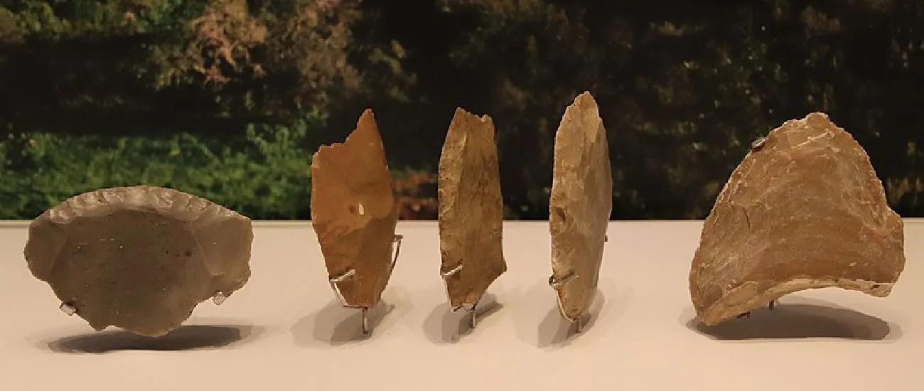 A picture of five brownish stones on wire holders is shown on a beige table. Foliage is shown in the background. The first stone is oval with grooves along the top and three smooth sections below. The three middle rocks are shown sideways, with grooves along the edges and smooth sides. The last rock is a rounded triangle, with white lines indicating long grooves running from the front to the back and a curled lip at the bottom.