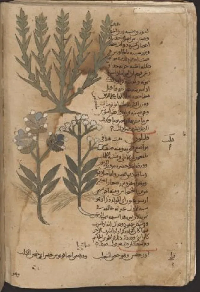 A yellowed and worn page is shown from a book. A green plant is drawn with five stalks and round bulbs amid leaves is shown at the top left with another green plant with white flowers and green leaves drawn below it. The roots are exposed on the plant below. Scripted writing is written along the right side of the page in a column, right justified. Some writing is also along the bottom and two notes are made along the right side of the page.