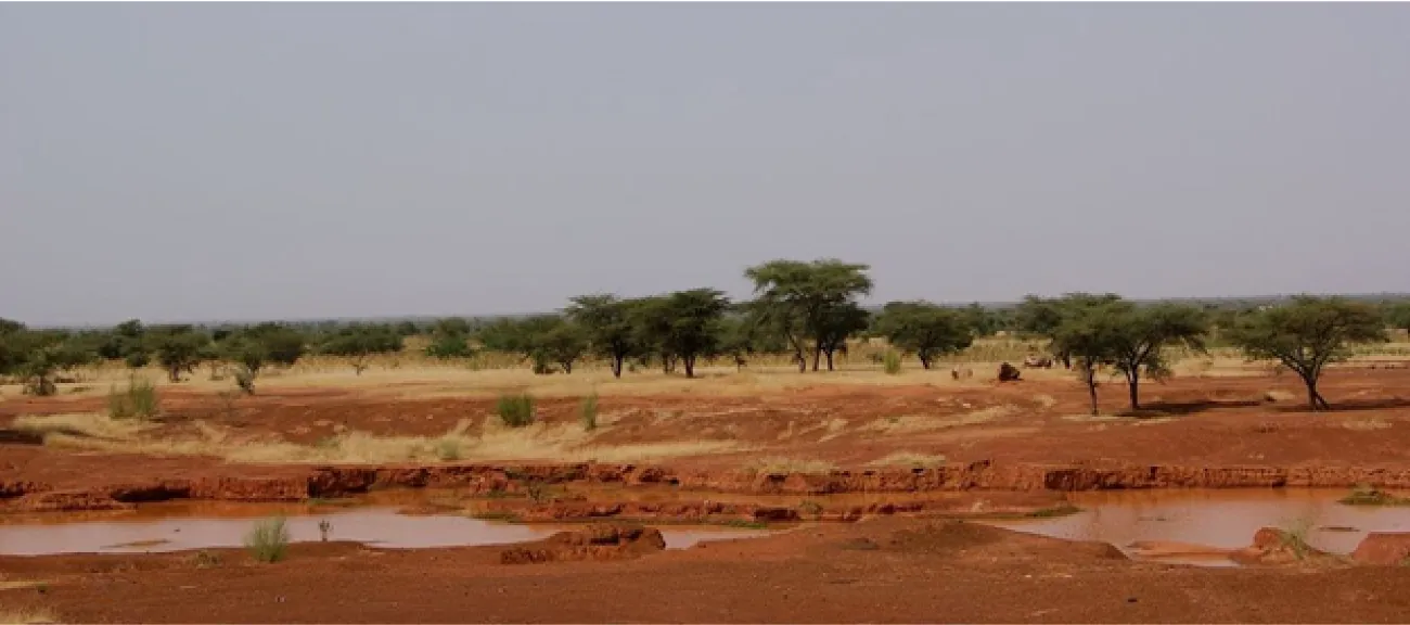 A picture of short green trees with flat tops are shown along a dry, brown, sandy terrain littered with dry yellow grasses and sparse shrubs. Small puddles of water are in the forefront and a blue, cloudless sky shows in the background.