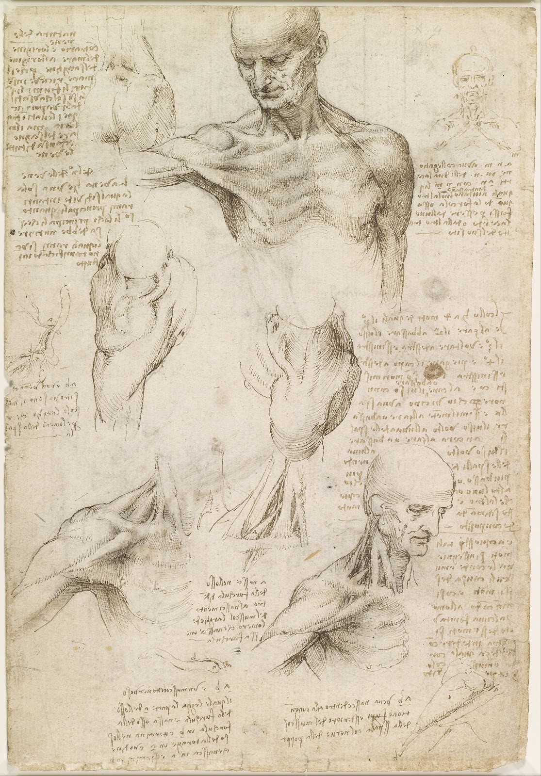 One of Da Vinci's anatomical drawings, a realistic depiction of musculature.