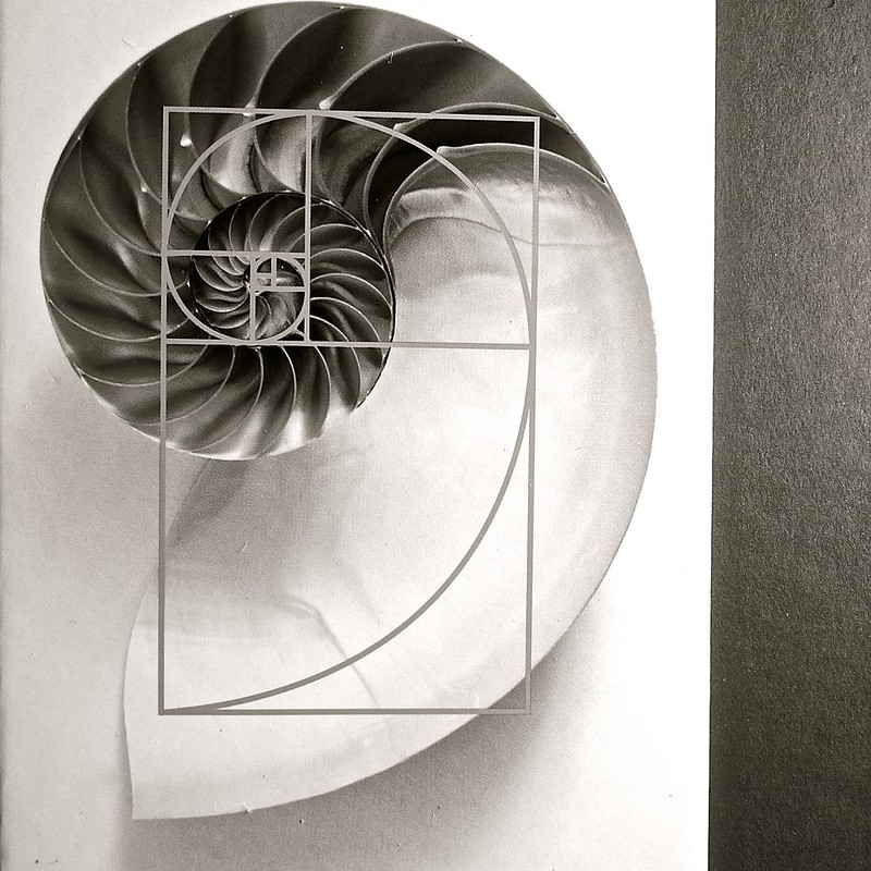 Black and white image of a nautilus shell with a golden rectangle overlay