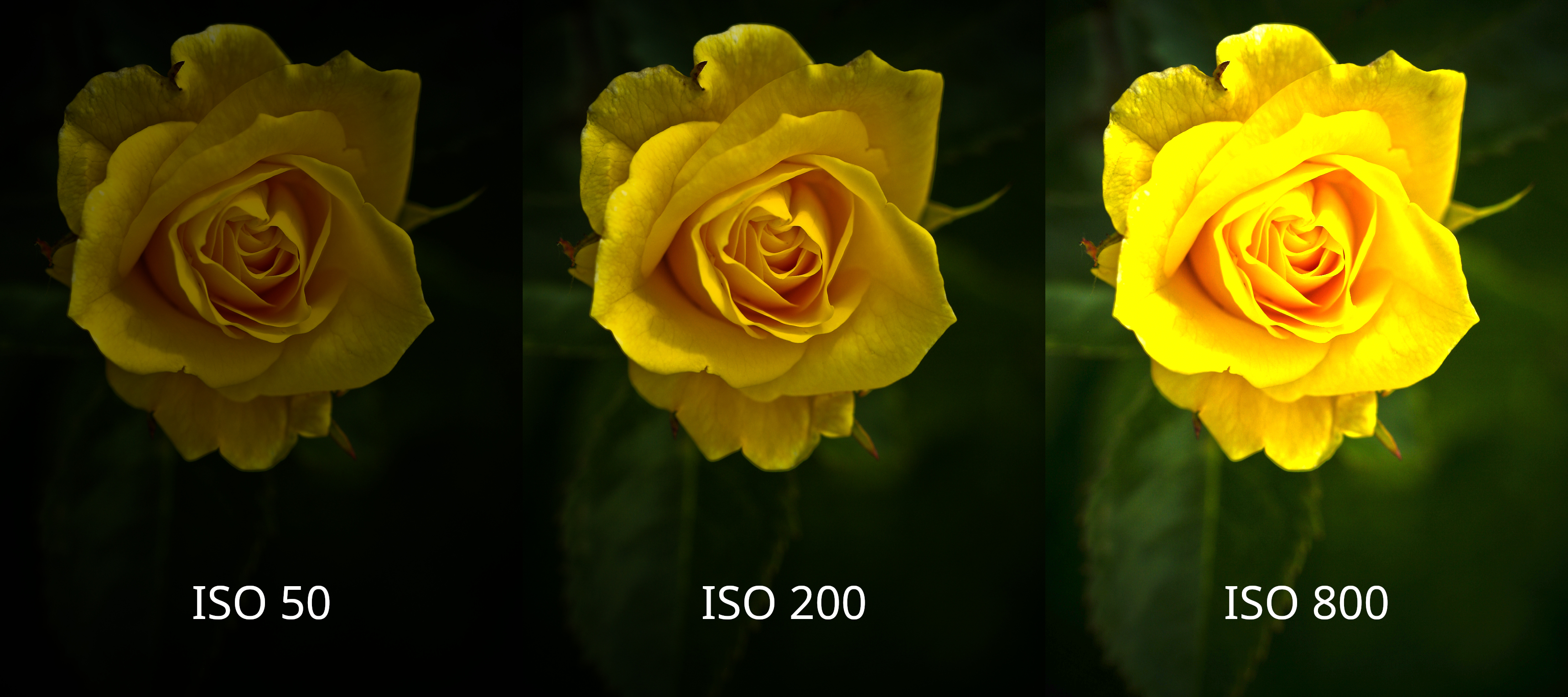 series of images depicting a yellow rose at different ISO settings