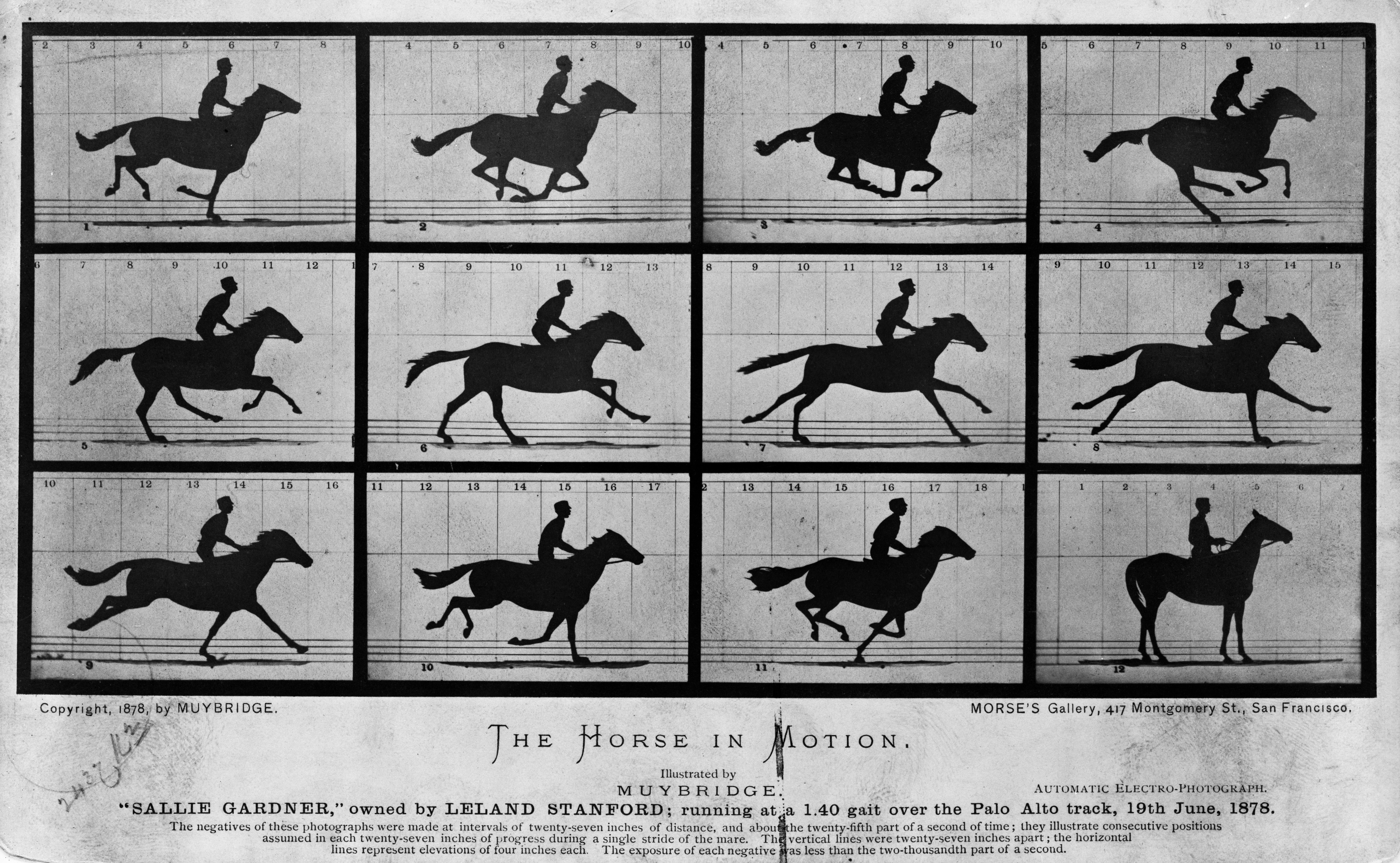 Black and white series of photographs showing the silhouettes of a horse and rider in motion. 