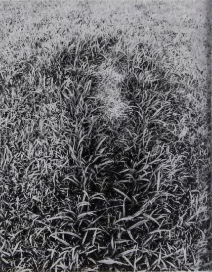 Figure 18.33: ANA MENDIETA, Untitled, from the Silueta series, 1978. Gelatin silver print, 19 15/16 x 15 15/16 in (50.6 X 40.1 cm). San Francisco Museum of Modern Art, California.