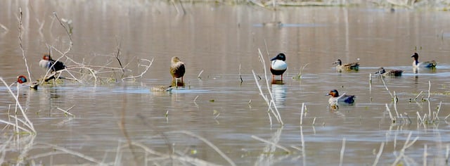 birds-7078679_640.jpg-Ducks.jpg