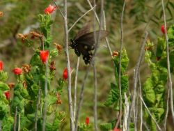 butterfly_red flowers.250.jpg