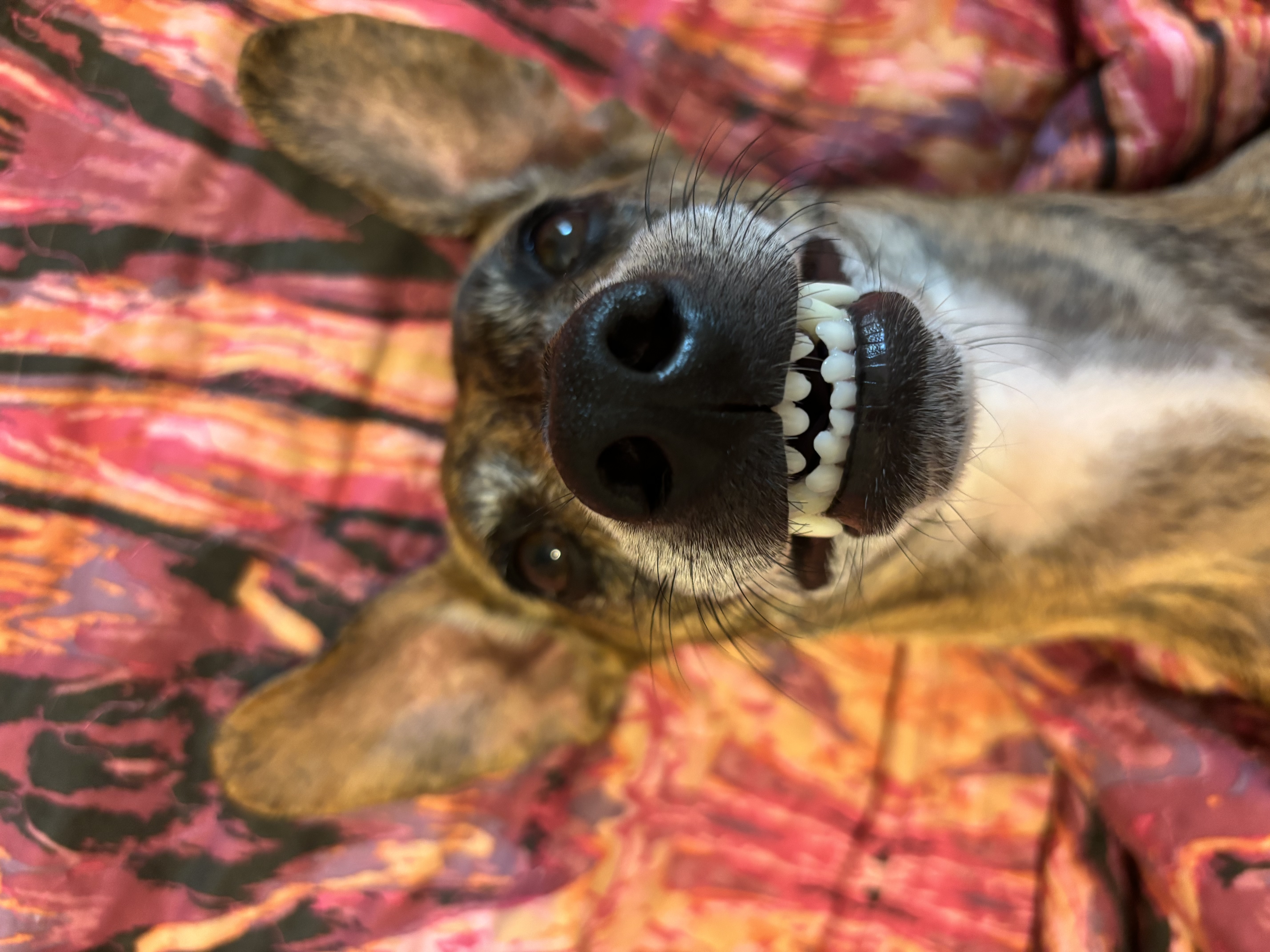 a dog photographed from an unexpected angle with the nose and teeth prominently displayed in a silly, non-threatening way