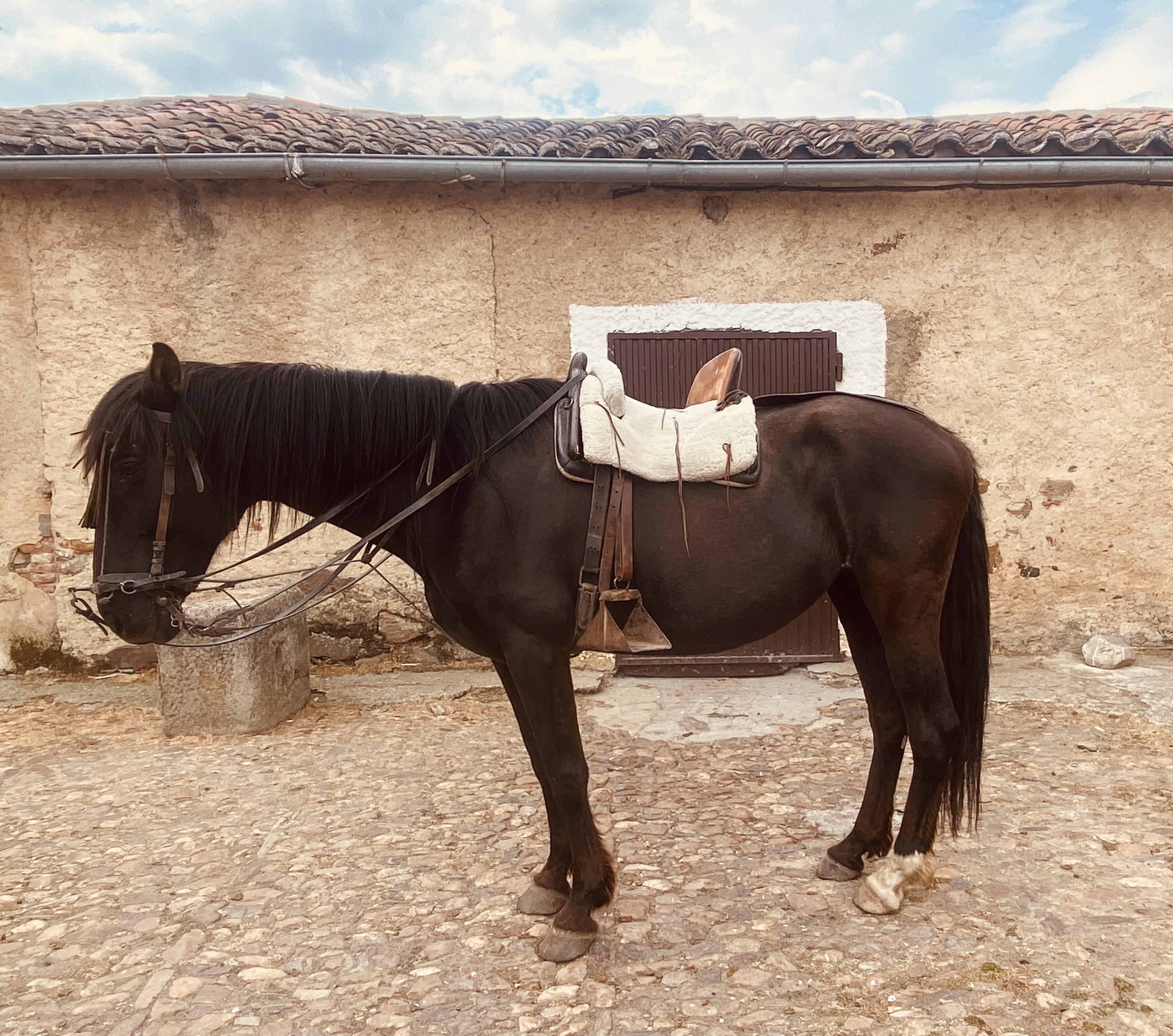 Hay una foto de un caballo.