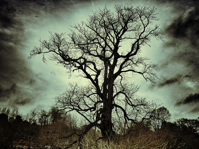 Spooky gnarled tree backlit with moonlight