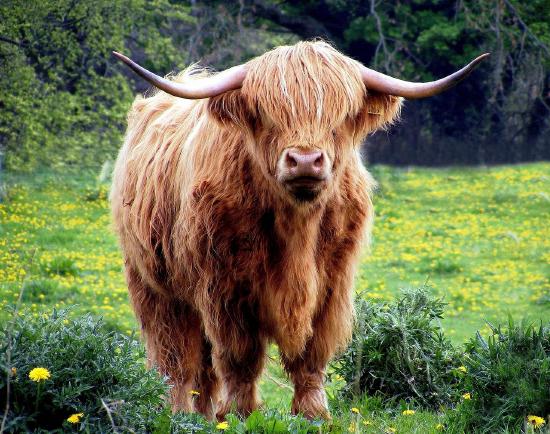 cow-431729_1280.jpg