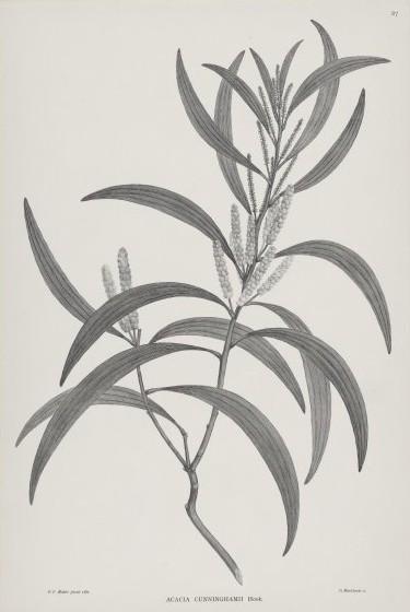 Acacia cunninghamii kutoka Benki Florilegium