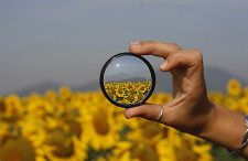 Blurry image of sunflowers. A hand holds a camera lens in the middle, through which the flowers are in sharp focus.