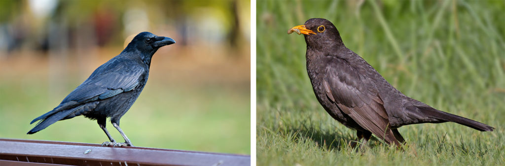 two photographs; one of a crow the other of a blackbird.