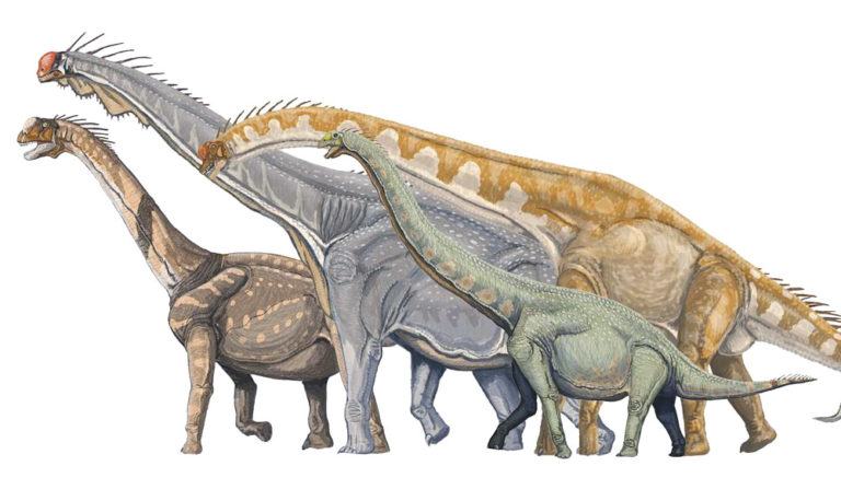 an illustration of what these large, long-necked dinosaurs may have looked like. 